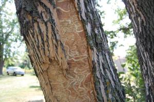 Signs and Symptoms Of Emerald Ash Borer - S Gallaries