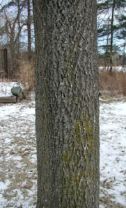 mature ash tree bark