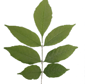 black ash tree leaf