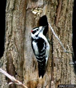 Signs and Symptoms Of Emerald Ash Borer - Woodpecker